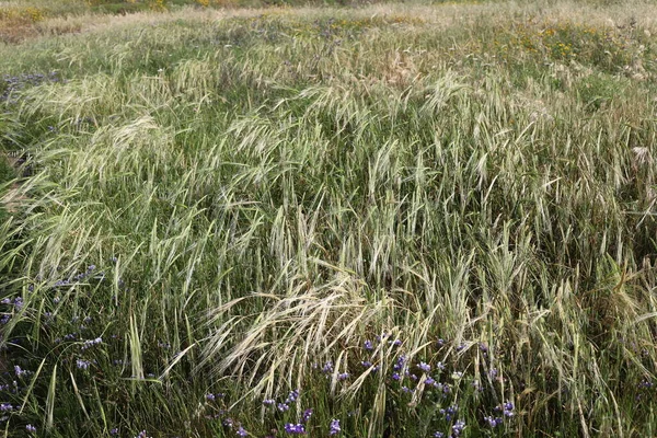 Högt Grönt Gräs Skogsglänta — Stockfoto