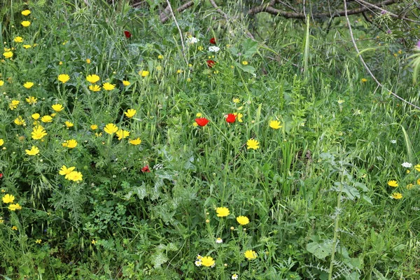 Ormanda Uzun Yeşil Çimenler — Stok fotoğraf