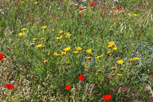 Högt Grönt Gräs Skogsglänta — Stockfoto