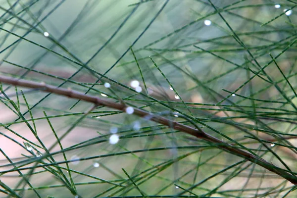 Grama Verde Alta Uma Clareira Florestal — Fotografia de Stock