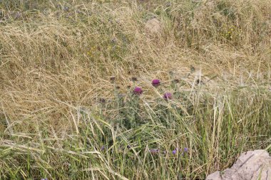 Ormanda uzun yeşil çimenler 