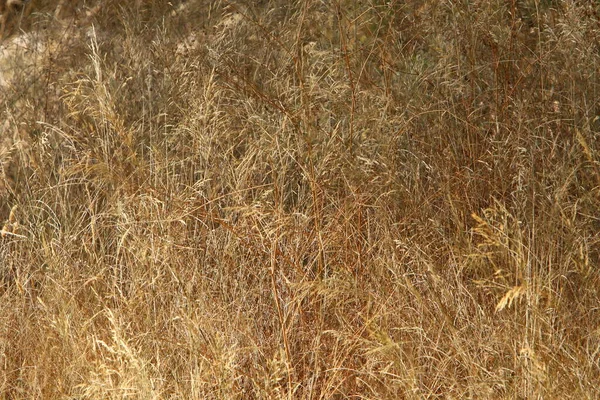 Hohes Grünes Gras Auf Einer Waldlichtung — Stockfoto