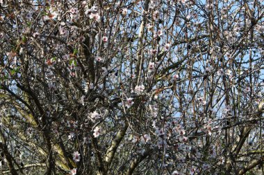 İsrail 'de bir şehir parkında açan badem ağacı 