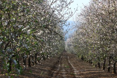 İsrail 'de bir şehir parkında açan badem ağacı 
