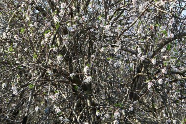 İsrail 'de bir şehir parkında açan badem ağacı 