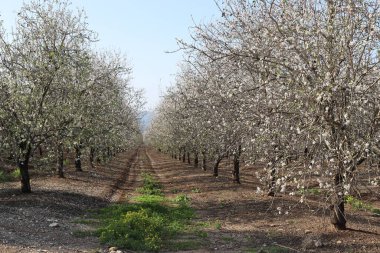 İsrail 'de bir şehir parkında açan badem ağacı 
