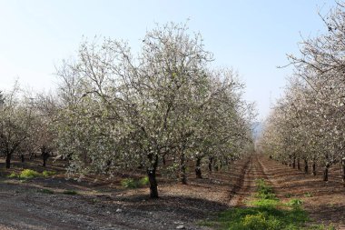 İsrail 'de bir şehir parkında açan badem ağacı 