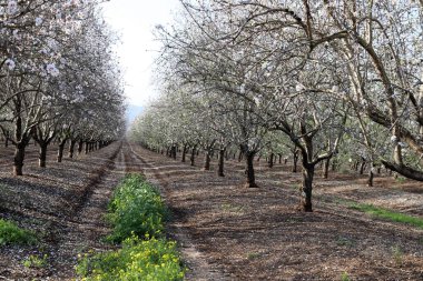 İsrail 'de bir şehir parkında açan badem ağacı 