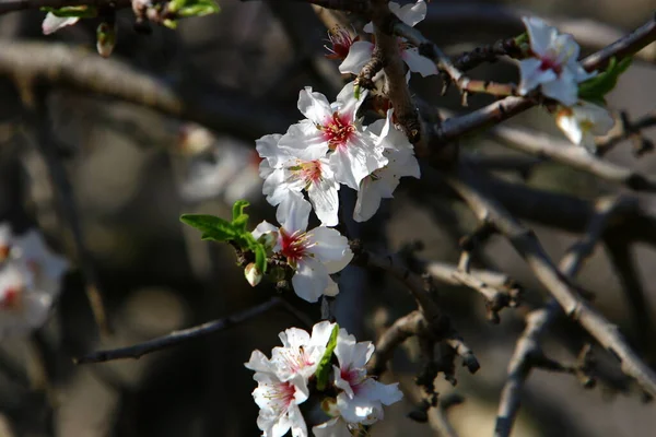 Blommande Mandelträd Stadspark Israel — Stockfoto