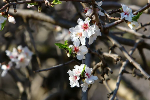 Blooming Almond Tree City Park Israel — Stock Photo, Image