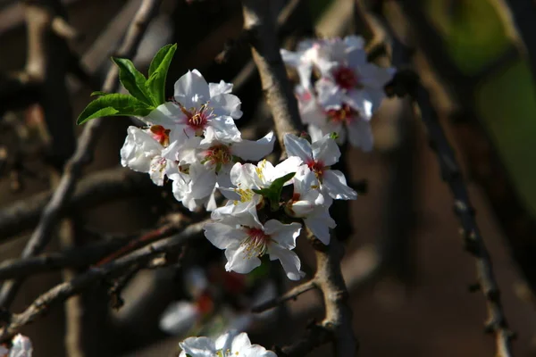 Blommande Mandelträd Stadspark Israel — Stockfoto