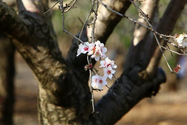 Amandier Fleurs Dans Parc Urbain Israël — Photo