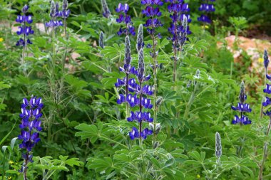Kuzey İsrail 'deki bir şehir parkında mor ve pembe lupin çiçekleri. İsrail 'de bahar çiçekleri. 