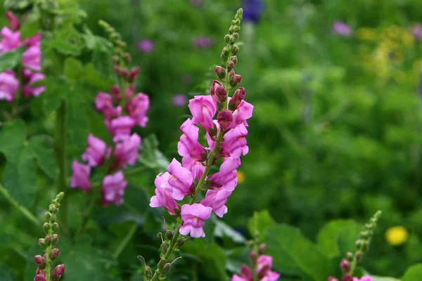 Purple and pink lupine flowers in a city park in northern Israel. Spring flowers in Israel.