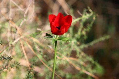 gelincik şakayığı Şubat 'ta İsrail' deki bir şehir parkında çiçek açtı 