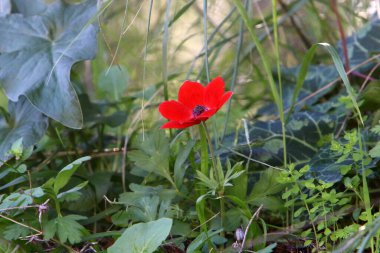 gelincik şakayığı Şubat 'ta İsrail' deki bir şehir parkında çiçek açtı 