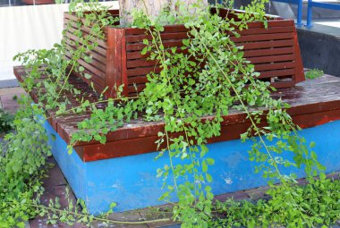 İsrail 'in kuzeyinde Akdeniz kıyısındaki bir şehir parkında dinlenmek için bir bank. 