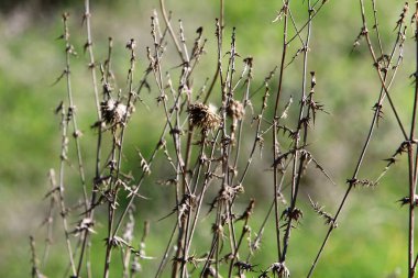 İsrail 'de bir şehir parkında devedikeni. 