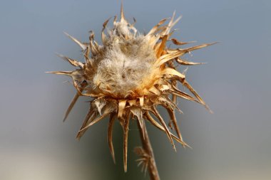 İsrail 'de bir şehir parkında devedikeni. 