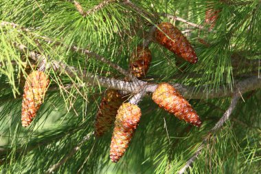 Kuzey İsrail 'de bir ormanda yeşil iğneli dalların arka planında kozalaklar 