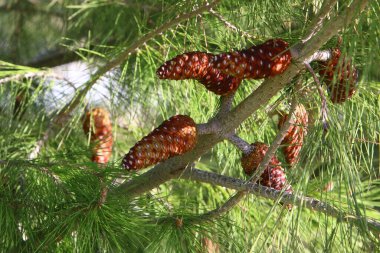 Kuzey İsrail 'de bir ormanda yeşil iğneli dalların arka planında kozalaklar 