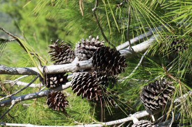 Kuzey İsrail 'de bir ormanda yeşil iğneli dalların arka planında kozalaklar 