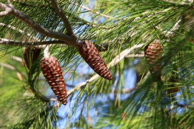 Kuzey İsrail 'de bir ormanda yeşil iğneli dalların arka planında kozalaklar 