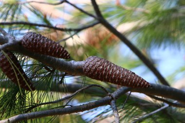 Kuzey İsrail 'de bir ormanda yeşil iğneli dalların arka planında kozalaklar 
