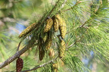Kuzey İsrail 'de bir ormanda yeşil iğneli dalların arka planında kozalaklar 