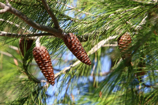 Kuzey İsrail 'de bir ormanda yeşil iğneli dalların arka planında kozalaklar 