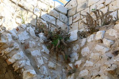 yeşil bitkiler ve çiçekler taşların ve kayaların çatlaklarında yetişir. 