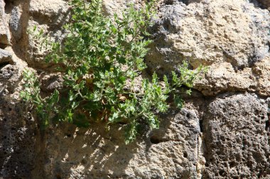 yeşil bitkiler ve çiçekler taşların ve kayaların çatlaklarında yetişir. 