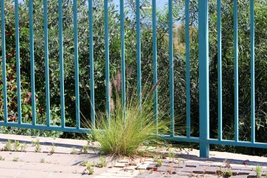 yeşil bitkiler ve çiçekler taşların ve kayaların çatlaklarında yetişir. 