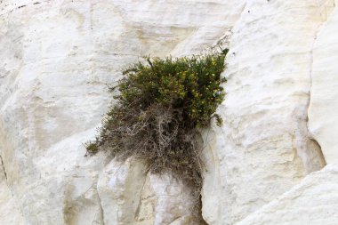 yeşil bitkiler ve çiçekler taşların ve kayaların çatlaklarında yetişir. 