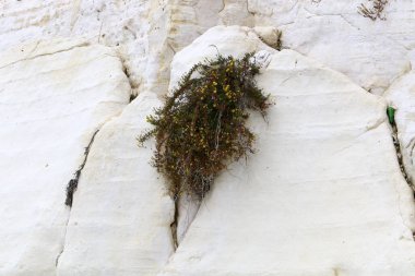 yeşil bitkiler ve çiçekler taşların ve kayaların çatlaklarında yetişir. 