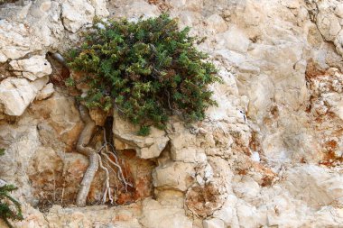 yeşil bitkiler ve çiçekler taşların ve kayaların çatlaklarında yetişir. 