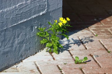 yeşil bitkiler ve çiçekler taşların ve kayaların çatlaklarında yetişir. 