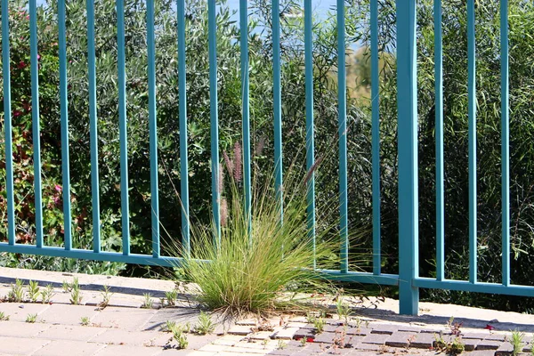 yeşil bitkiler ve çiçekler taşların ve kayaların çatlaklarında yetişir. 