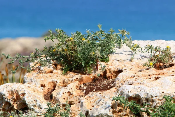 yeşil bitkiler ve çiçekler taşların ve kayaların çatlaklarında yetişir. 