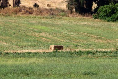 İsrail 'de sığır beslemek için ormandaki kuru saman. 