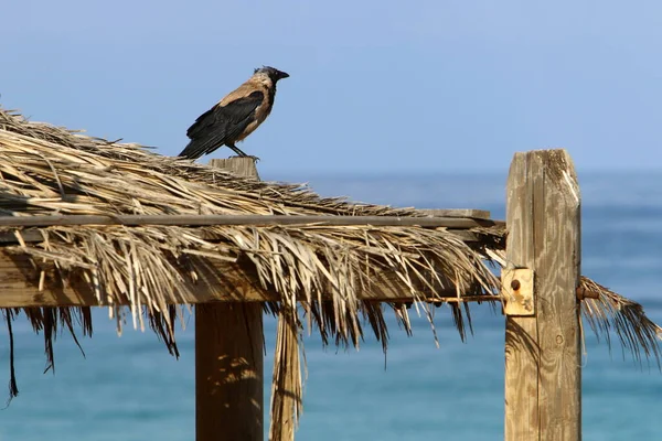 canopy for protection from the sun and outdoor recreation on the shores of the Mediterranean Sea in northern Israel