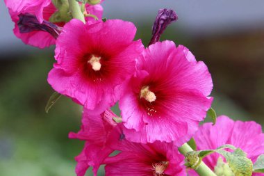 İsrail 'de bir şehir parkında büyük parlak çiçekler süzülüyor. 