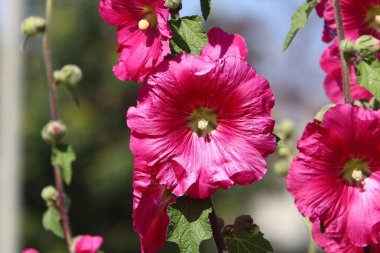 İsrail 'de bir şehir parkında büyük parlak çiçekler süzülüyor. 