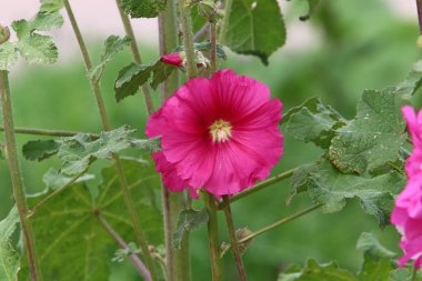İsrail 'de bir şehir parkında büyük parlak çiçekler süzülüyor. 
