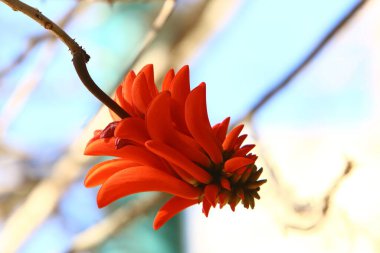 Kuzey İsrail 'deki bir şehir parkında çiçek açan eritrin ağacı. 