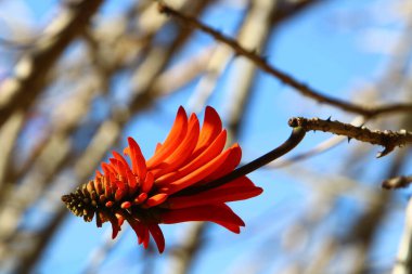 Kuzey İsrail 'deki bir şehir parkında çiçek açan eritrin ağacı. 