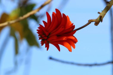 Kuzey İsrail 'deki bir şehir parkında çiçek açan eritrin ağacı. 