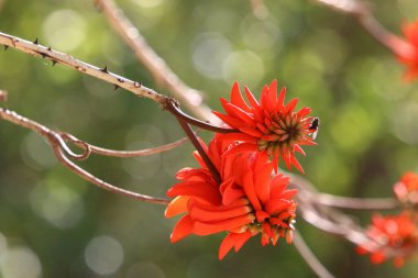 Kuzey İsrail 'deki bir şehir parkında çiçek açan eritrin ağacı. 