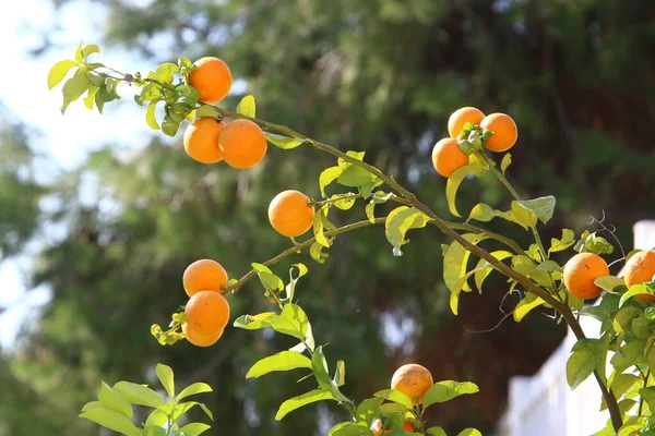 orange fruits in citrus garden in city park