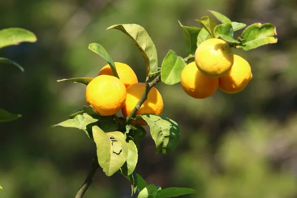 orange fruits in citrus garden in city park